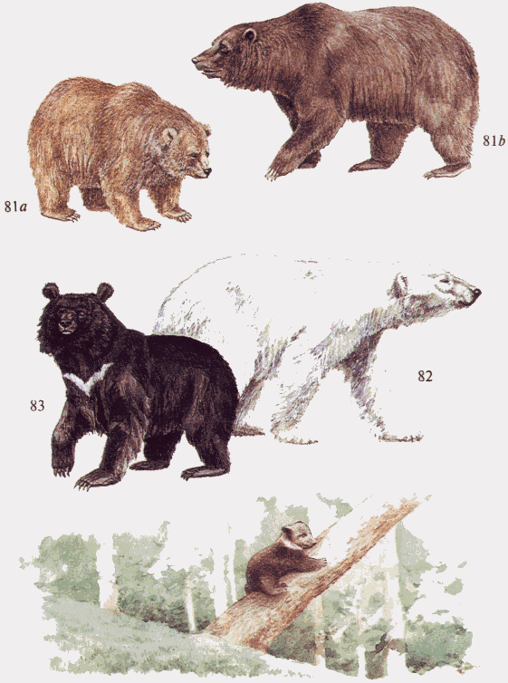 Бурый медведь | это... Что такое Бурый медведь?