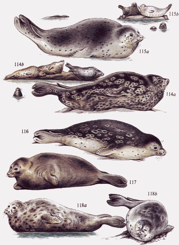 Каспийский тюлень рисунок